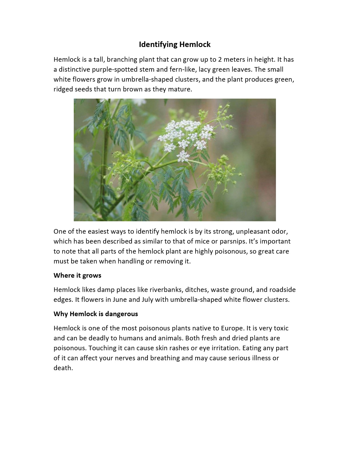 Identifying Hemlock.jpg